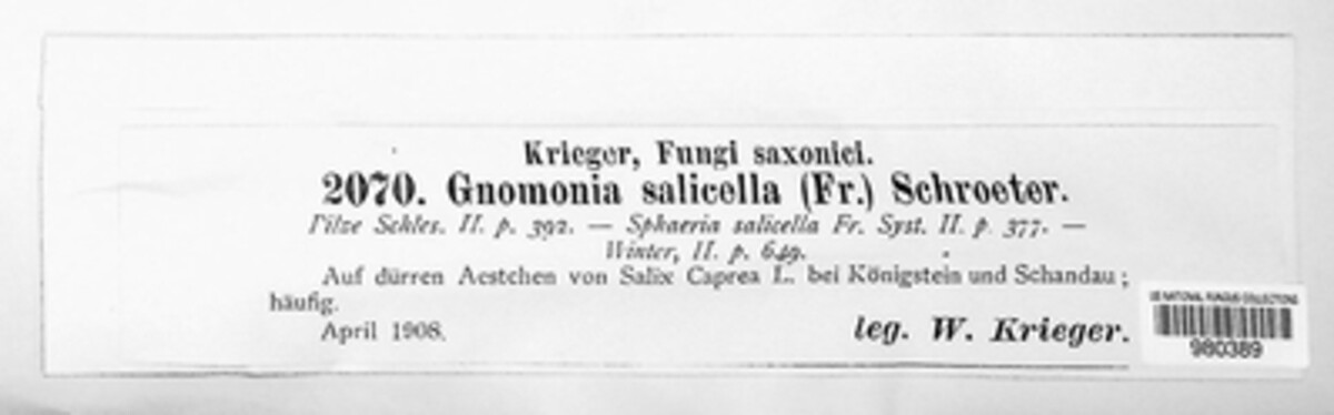 Plagiostoma salicellum image